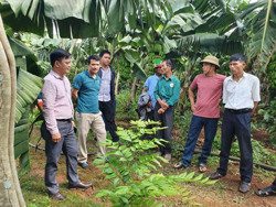 Kỹ sư công nghệ thông tin làm giàu từ... trồng chuối