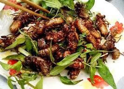 Dế cơm rang muối