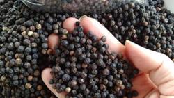 Giá tiêu hôm nay 8/5: Giảm sâu từ 500 - 1.000 đồng/kg