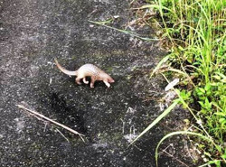 Người dân tự nguyện giao nộp nhiều cá thể động vật hoang dã