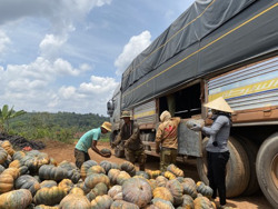 Nông dân Ea Drơng gặp khó trong tiêu thụ bí đỏ
