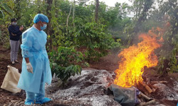 Huyện Cư Kuin: Công bố dịch bệnh viêm da nổi cục trên trâu, bò