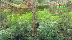 Đắk Glong phát hiện 1 vụ trồng trái phép hơn 200 cây cần sa