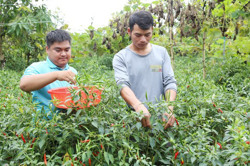 Khởi nghiệp từ nông nghiệp sạch