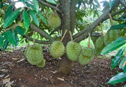 Kỹ thuật trồng cây sầu riêng