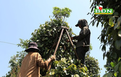 Cần thêm “trợ lực” cho tiêu hữu cơ