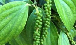 Giá tiêu hôm nay 17/6: Trong nước tiếp đà tăng