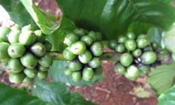 Giá cà phê hôm nay 17/6: Thị trường tiếp tục tăng mạnh