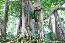 Cây Di sản Việt Nam ở xã Đắk Som