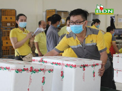 Tiêu thụ 8 tấn vải thiều Bắc Giang đợt 2