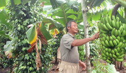 Hiệu quả từ xen canh cây trồng ở buôn Mghí