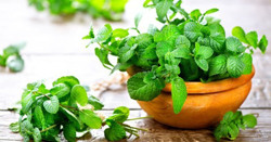 Công dụng bất ngờ của lá bạc hà