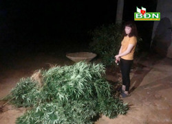 Quyết liệt đấu tranh với tội phạm trồng cần sa trái phép