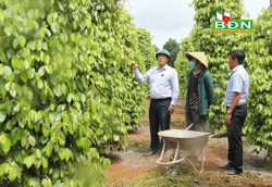 Đồng hành cùng người dân để phát triển hồ tiêu bền vững