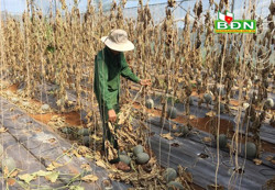 Đắk R’lấp, 1,6 sào dưa lưới kinh doanh bị chết khô