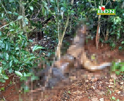 Đắk R'lấp phát hiện một xác chết chưa rõ nguyên nhân