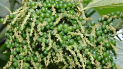 Giá tiêu hôm nay 22/6: Có thể sẽ cán mốc 90.000-100.000 đồng/kg?