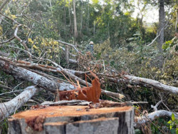 Khởi tố vụ án phá rừng tự nhiên tại huyện Ea H'leo