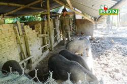 Ổn định thu nhập từ trồng trọt kết hợp chăn nuôi