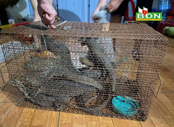 Một phụ nữ bị khởi tố vì mua 7 con kỳ đà quý hiếm