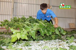 Chàng trai trẻ khởi nghiệp bằng nghề trồng dâu, nuôi tằm