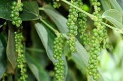 Giá tiêu hôm nay 25/6: Trong nước tăng nhẹ 500 đồng/kg