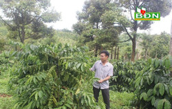 Giảm rủi ro nhờ xen canh