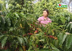 Nhiều hợp tác xã hướng tới sản xuất cà phê hữu cơ