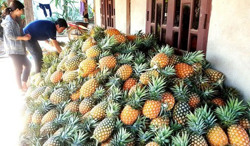 Kiến nghị Bộ Công thương hỗ trợ tiêu thụ nông sản Đắk Lắk