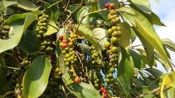 Giá tiêu hôm nay 29/6: Tăng mạnh 1.000 đồng/kg