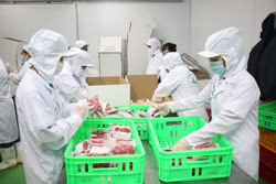 Trồng ớt hữu cơ để xuất khẩu