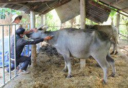 Huyện Cư Kuin: Triển khai tiêm 8.000 liều vắc-xin viêm da nổi cục cho trâu, bò