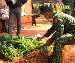 Phát hiện vụ trồng cần sa trái phép tại xã Quảng Trực