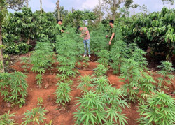 Phát hiện 254 cây cần sa trồng trái phép trong rẫy tại xã Nam Bình