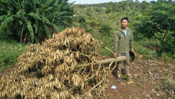 Truy tìm thủ phạm phá hoại vườn sầu riêng của người dân