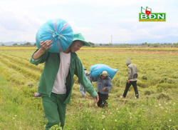 Giá lúa tiếp tục tăng