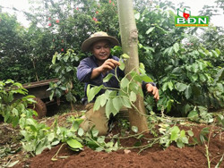 Chăm sóc cây trồng đúng cách trong mùa mưa để bảo đảm năng suất