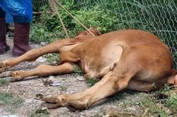 Đăk Lăk xuất hiện bệnh viêm da nổi cục trên bò