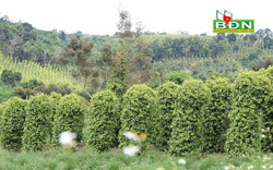 Đắk Song ổn định diện tích để tăng giá trị hồ tiêu