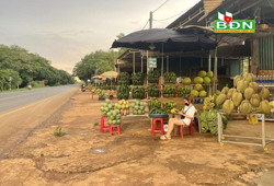 Nông sản Đắk Mil ế ẩm vì Covid-19