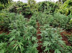 Thêm một vụ trồng cây cần sa trái phép ở xã Cư Né