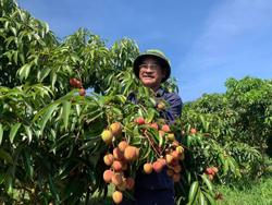 Hiệu quả từ trồng cây ăn quả trên đất dốc