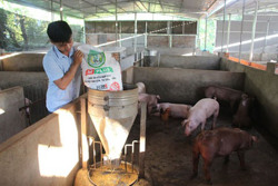 Chi phí thức ăn tăng cao, người nuôi heo gặp khó