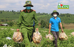 Tặng cả vườn củ cải cho bà con TP. Hồ Chí Minh