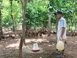 Gây dựng kinh tế gia đình từ nuôi gà J-Dabaco thả vườn