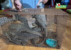 Phạt hai phụ nữ nuôi nhốt 8 con kỳ đà vân hơn 1 tỷ đồng