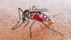 Cảnh giác nguy cơ dịch chồng dịch