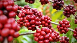 Giá cà phê hôm nay 17/7: Dự báo phục hồi trong thời gian tới