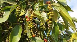 Giá tiêu hôm nay 17/7: Trong nước dự báo tăng dài hạn