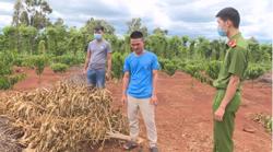 Bắt giữ thanh niên chặt phá cây trồng
